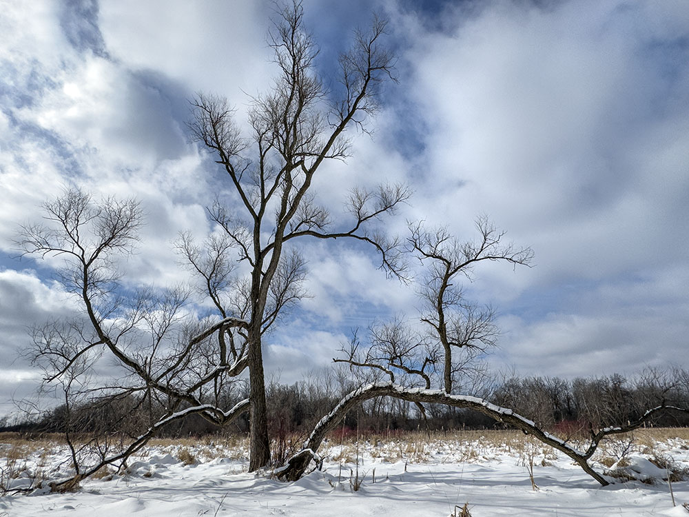 Eccentric tree in wetland.