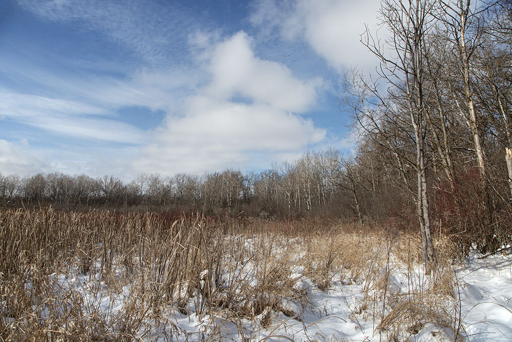 Ecotone 2: Transition zone between wetland and woodland.