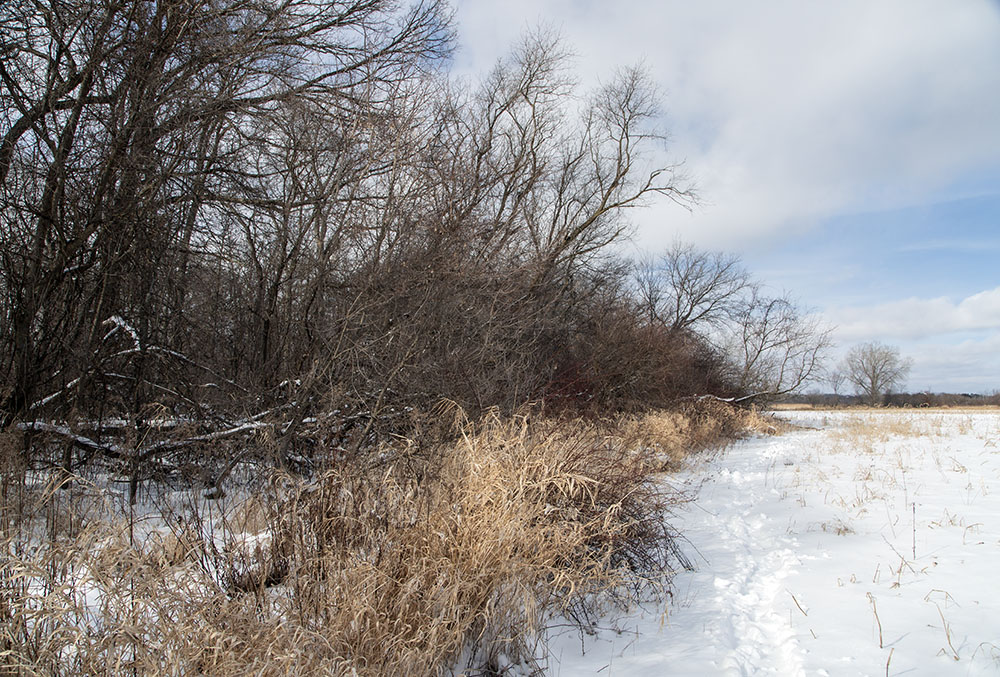 Ecotone 1: A grassy edge between a woodland and a field.