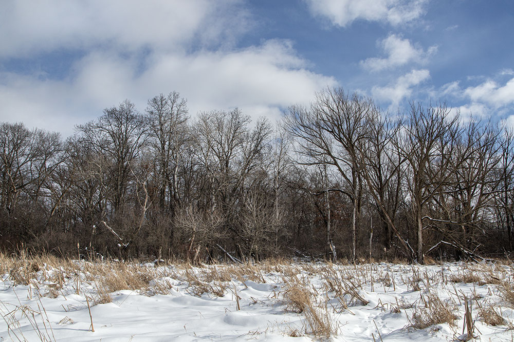 View of the north side of the island from wetland.