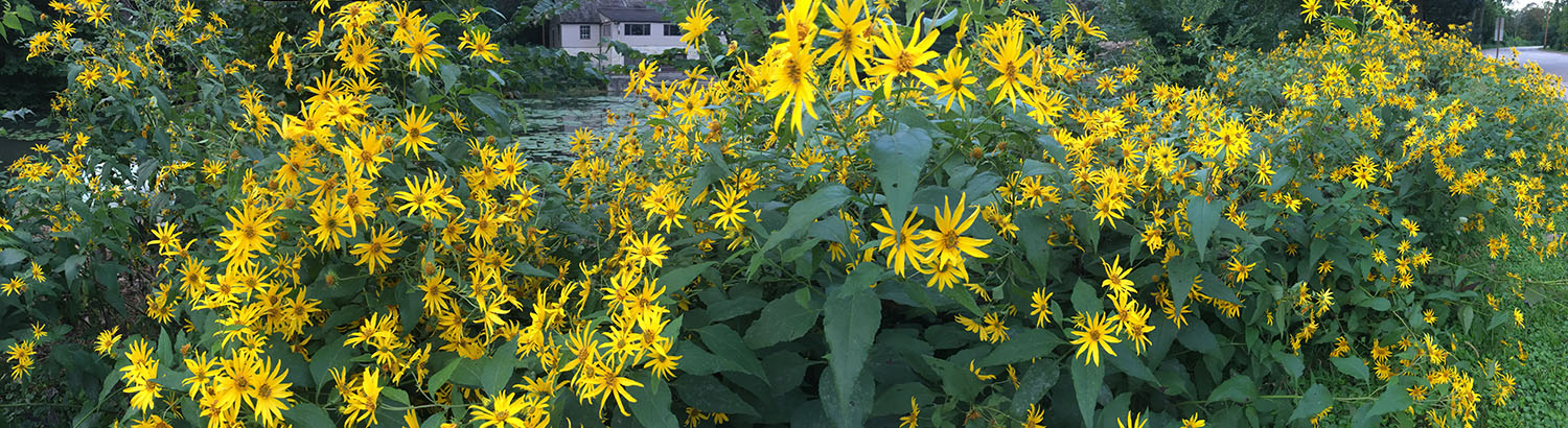 Panorama of yellow wildflowers