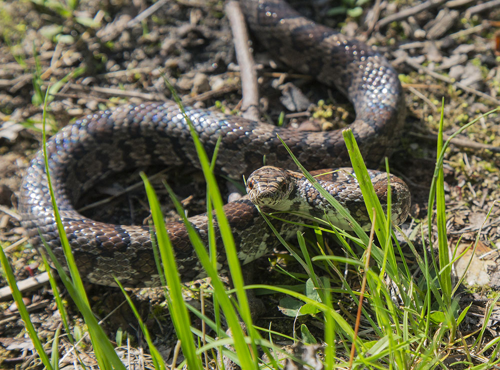 I and my companions might have stressed this milk snake but then we had to be careful not to actually step on it! It was right next to the trail we were hiking on at Lac Lawrann Conservancy in West Bend.