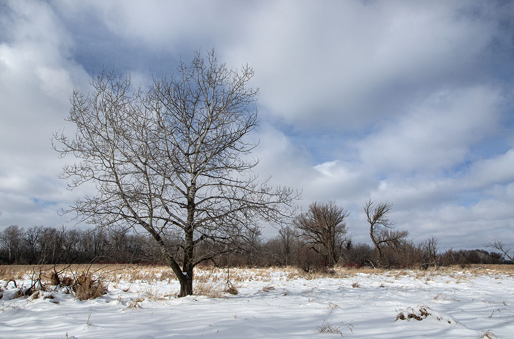 Birch in wetland.