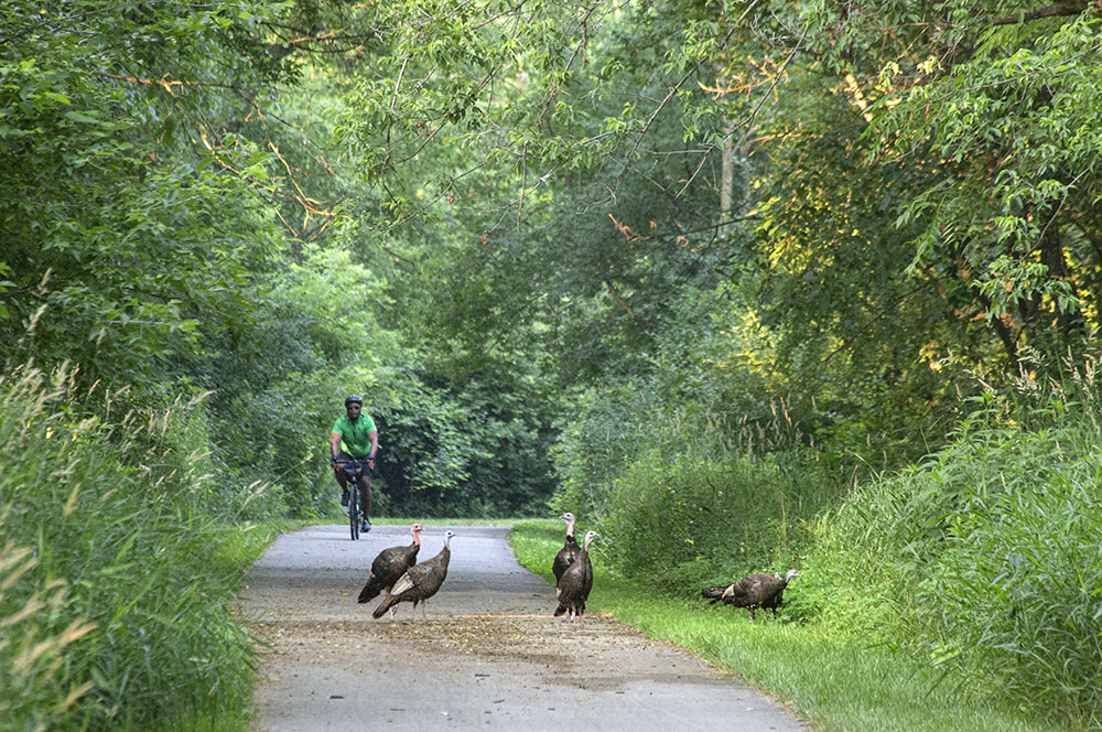 These turkeys on the Oak Leaf Trail in the Little Menomonee River Parkway might have been interesting enough by themselves, but I waited awhile hoping another cyclist would come along. I got lucky twice this time!