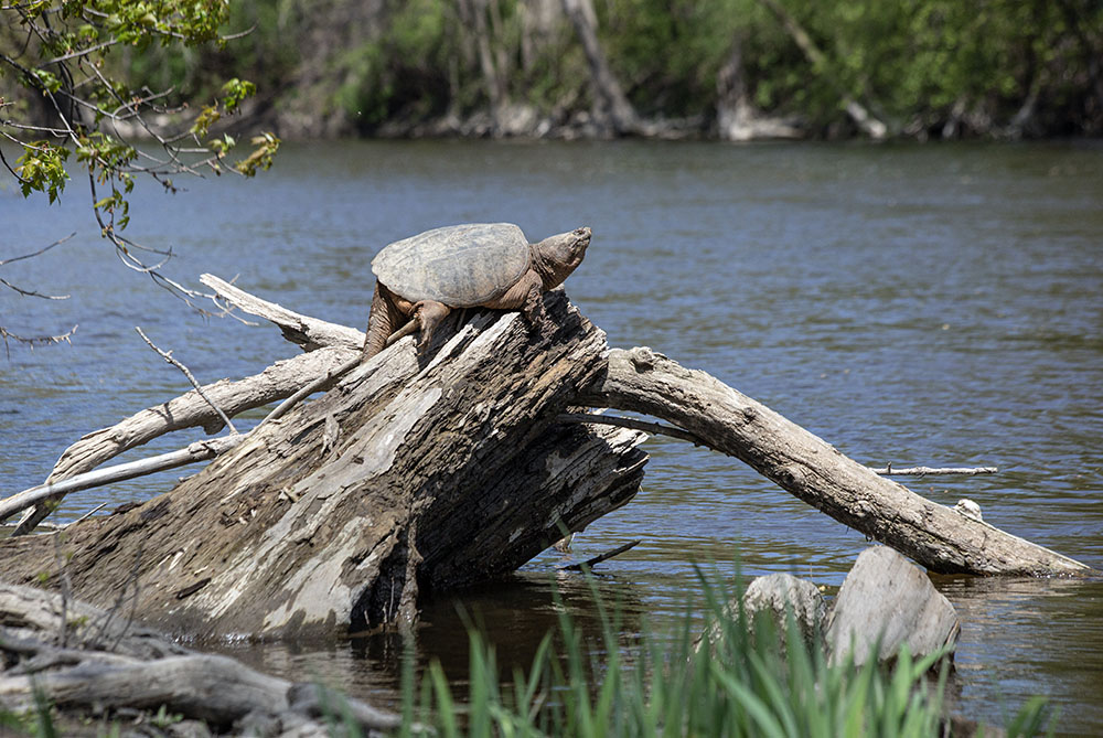 I watched in amazement as this big snapper climbed out of the water and clawed its way up to the apex of the truncated log for a bit of sunning. I saw it all from a boardwalk section of the Mequon-Thiensville Riverwalk on the Milwaukee River, Thiensville.