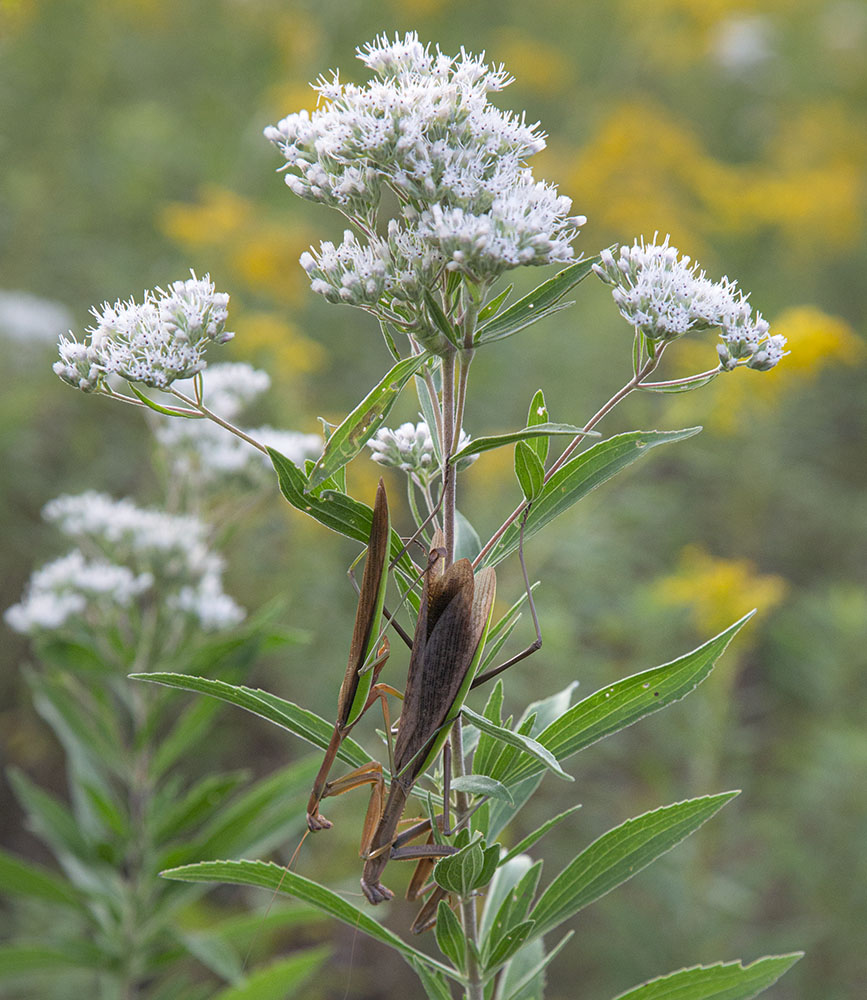 A pair of mating praying mantises seen from the Monarch Trail on the Milwaukee County Grounds in Wauwatosa. None of the locations I'm sharing here are sensitive. Good luck finding any of these animals in the same locations again! (Except maybe the deer in Grant Park.)