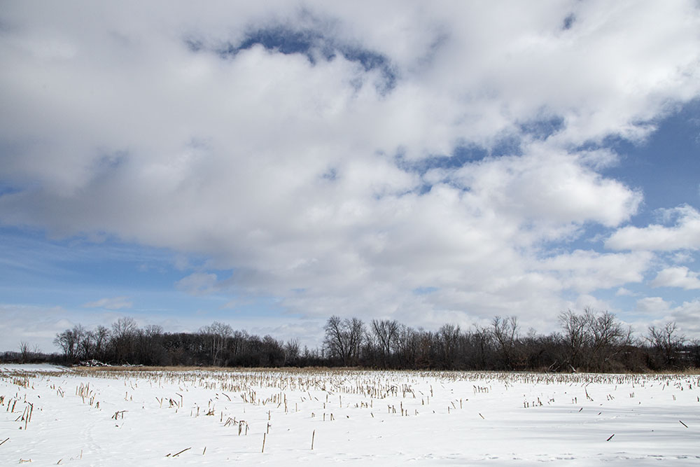 The neighboring cornfield.