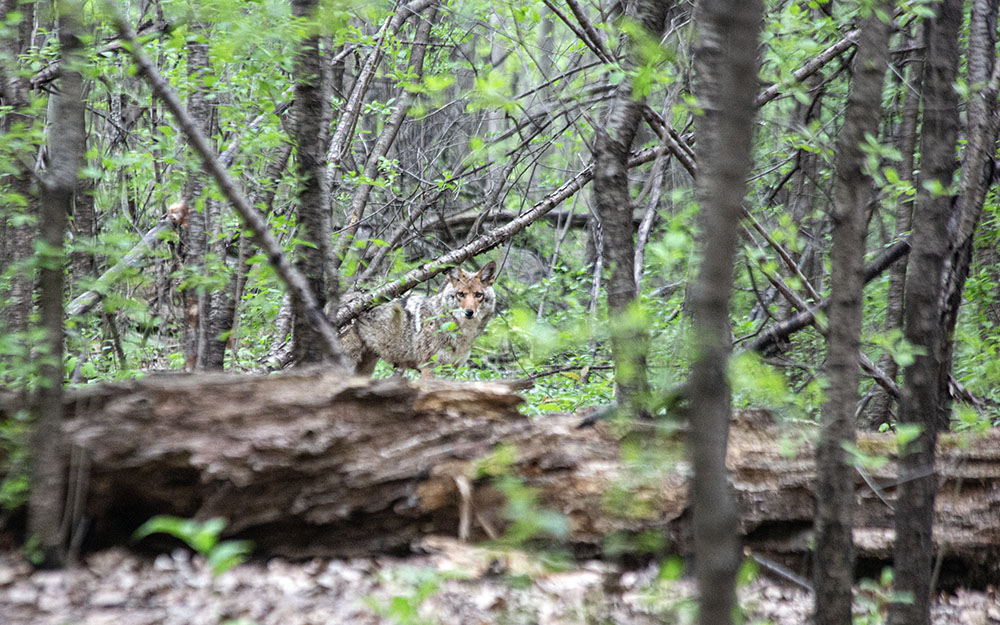 The well-camouflaged coyote and I spotted each other in the same moment and that moment was all I had to raise my camera and quickly grab the shot. In the next moment it had vanished deeper into Sanctuary Woods in the Milwaukee County Grounds--a not-too-subtle sign it didn't want to be near me.