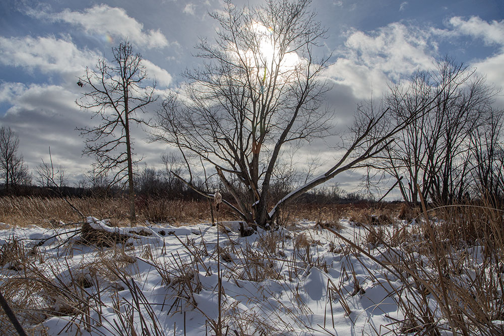 Frozen wetland.