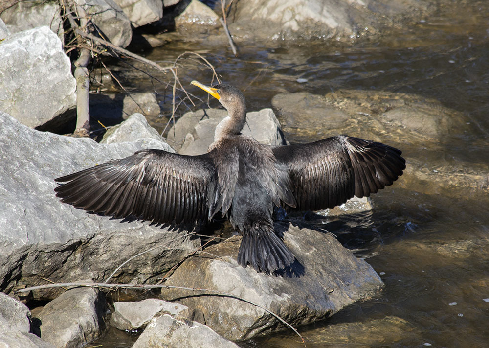 A cormorant drying its wings. Cormorants are fish-eaters that dive for their prey and must periodically spread their wings to dry. I spotted this one from the pedestrian bridge at the site of the former North Avenue Dam at the southern end of the Milwaukee River Greenway.