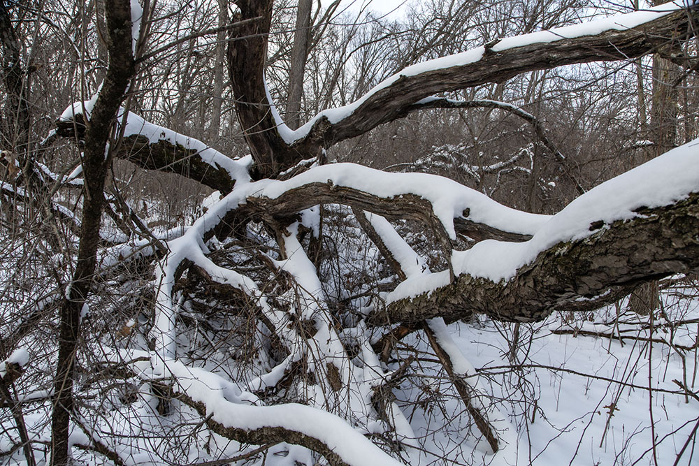 Fallen trees and dense underbrush thwart exploration of the island.