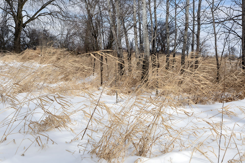 Windswept grasses. 