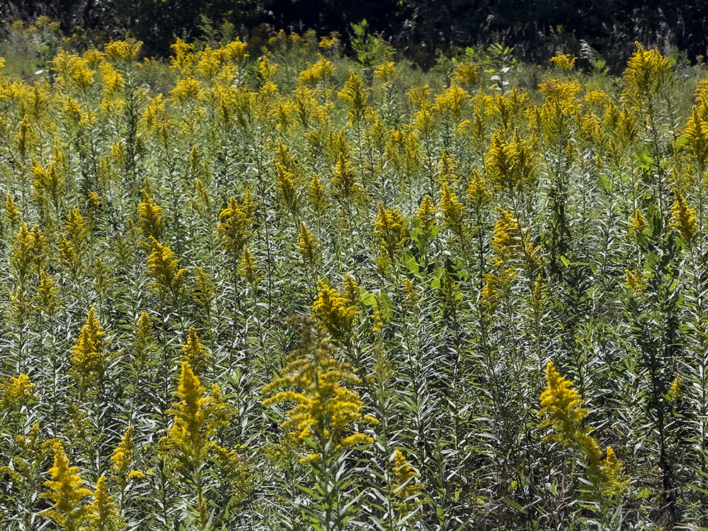 Aflame with Goldenrod. Bender Park, Oak Creek.