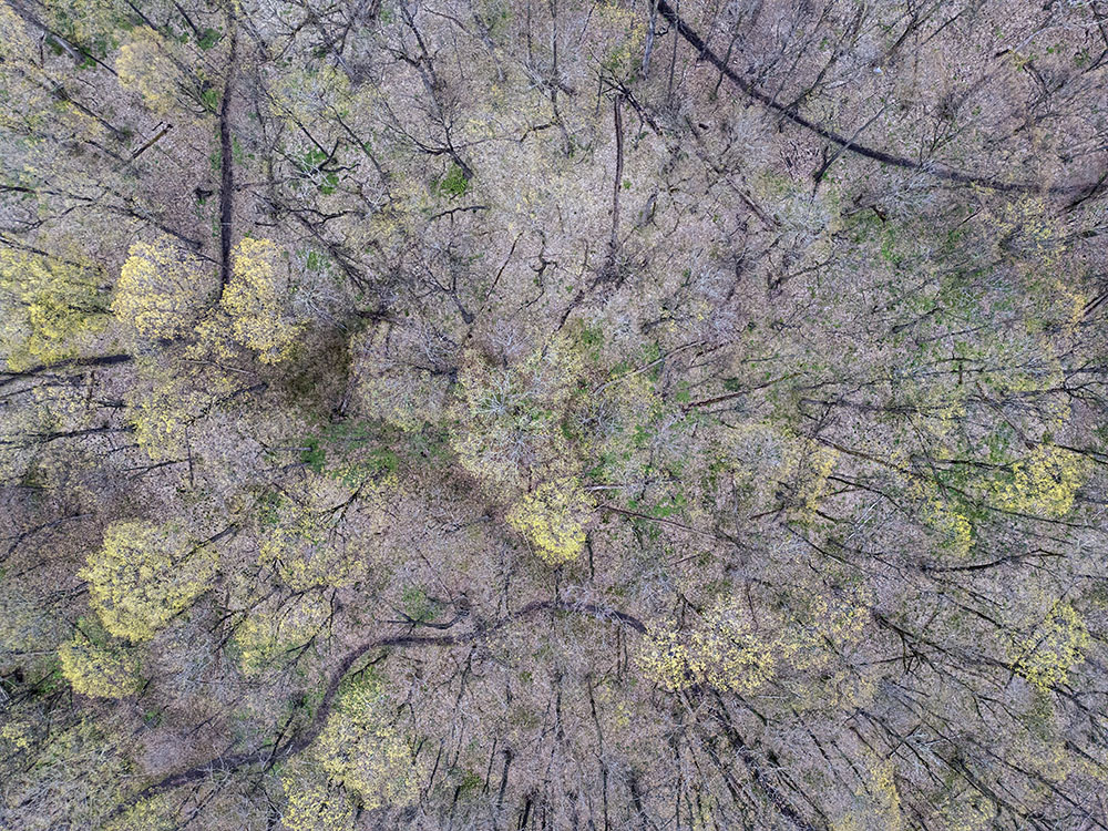 Aerial Abstraction. Bratt Woods, Grafton.