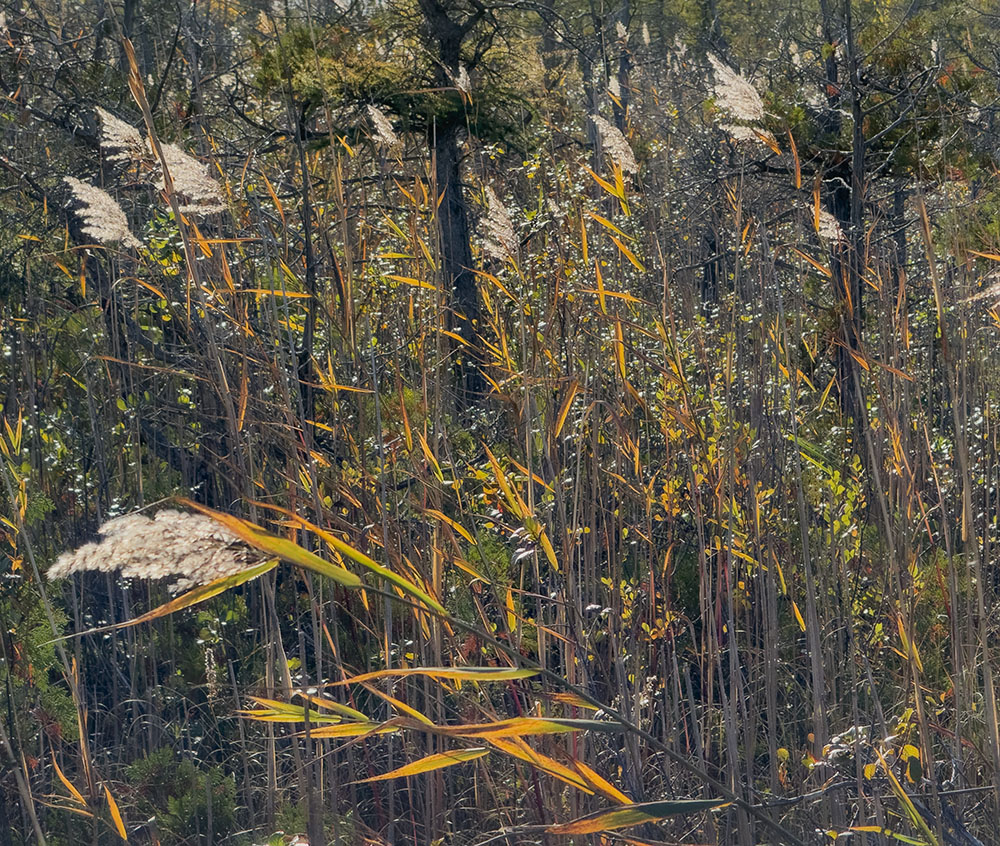 Dancing (Native) Phragmites. Cedarburg Bog State Natural Area, Saukville.