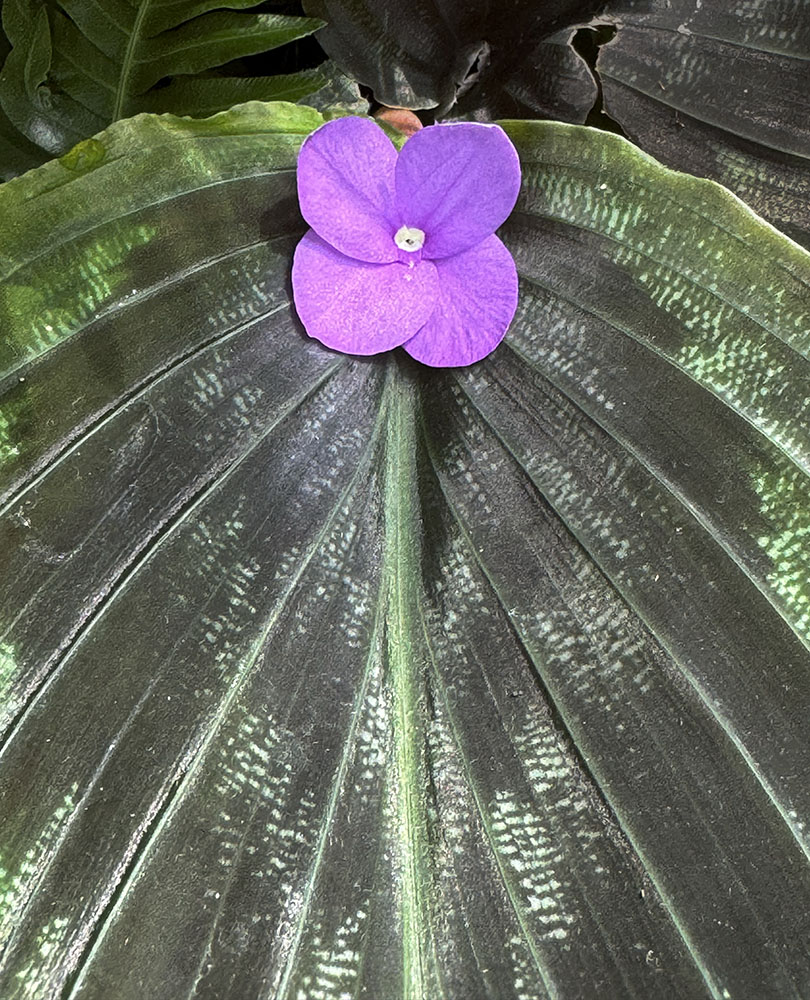 Symmetry in Purple and Green. Mitchell Park Conservatory (aka the Domes), Milwaukee.