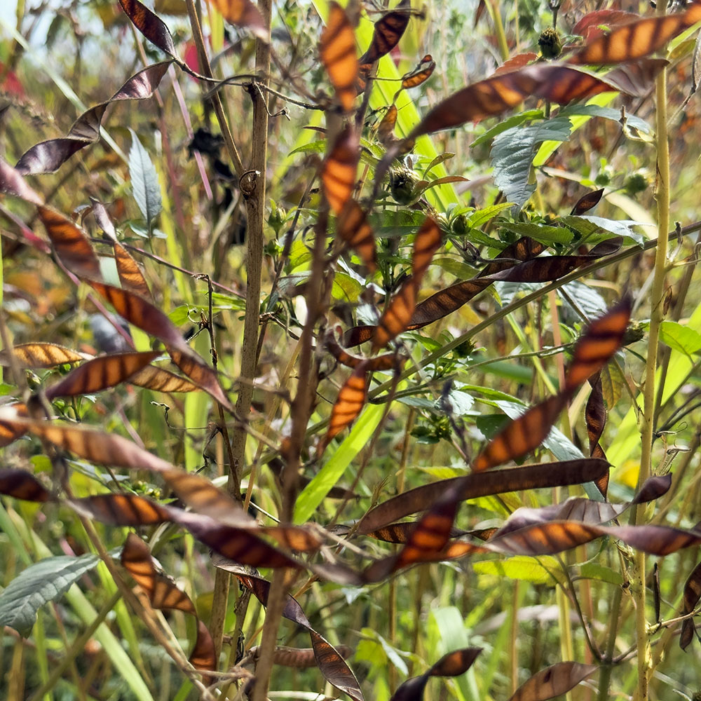 Seedpod Explosion (Partridge Pea). Hawthorn Hollow Nature Sanctuary & Arboretum, Kenosha.