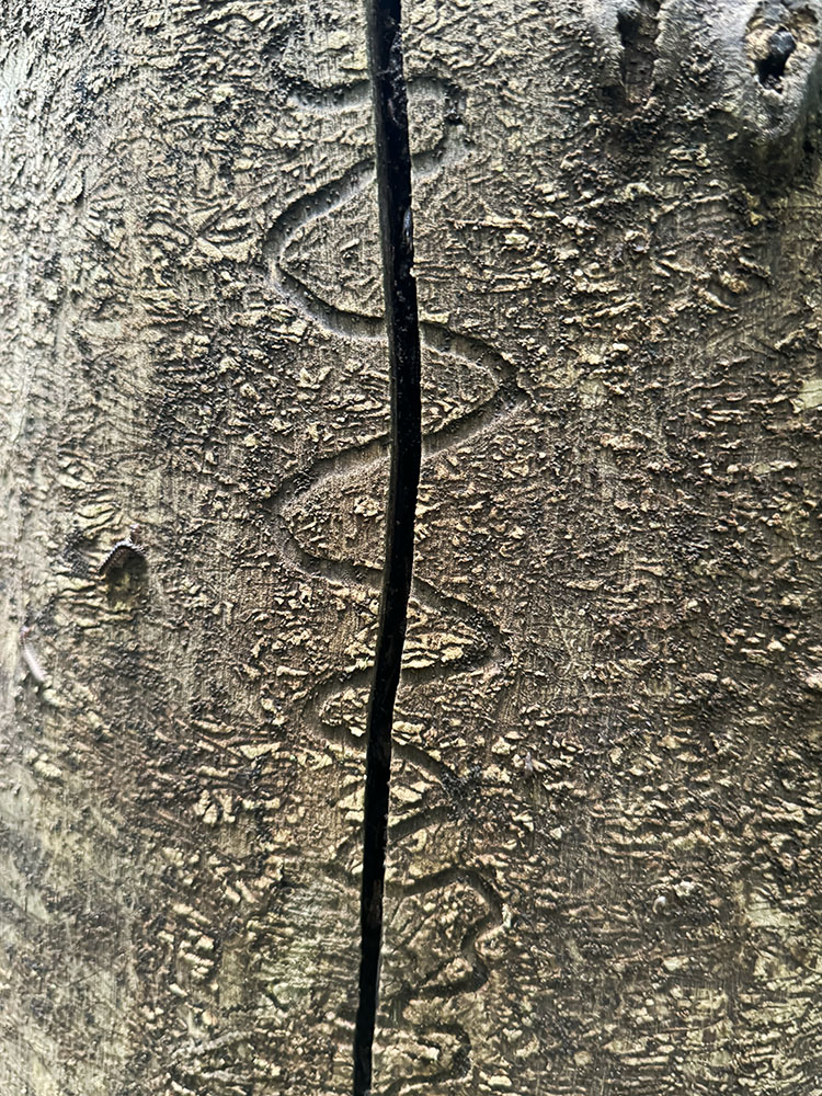 Emerald Ash Borer Art (on a Canvas of Dead Ash). Kinnickinnic River Parkway, Milwaukee.