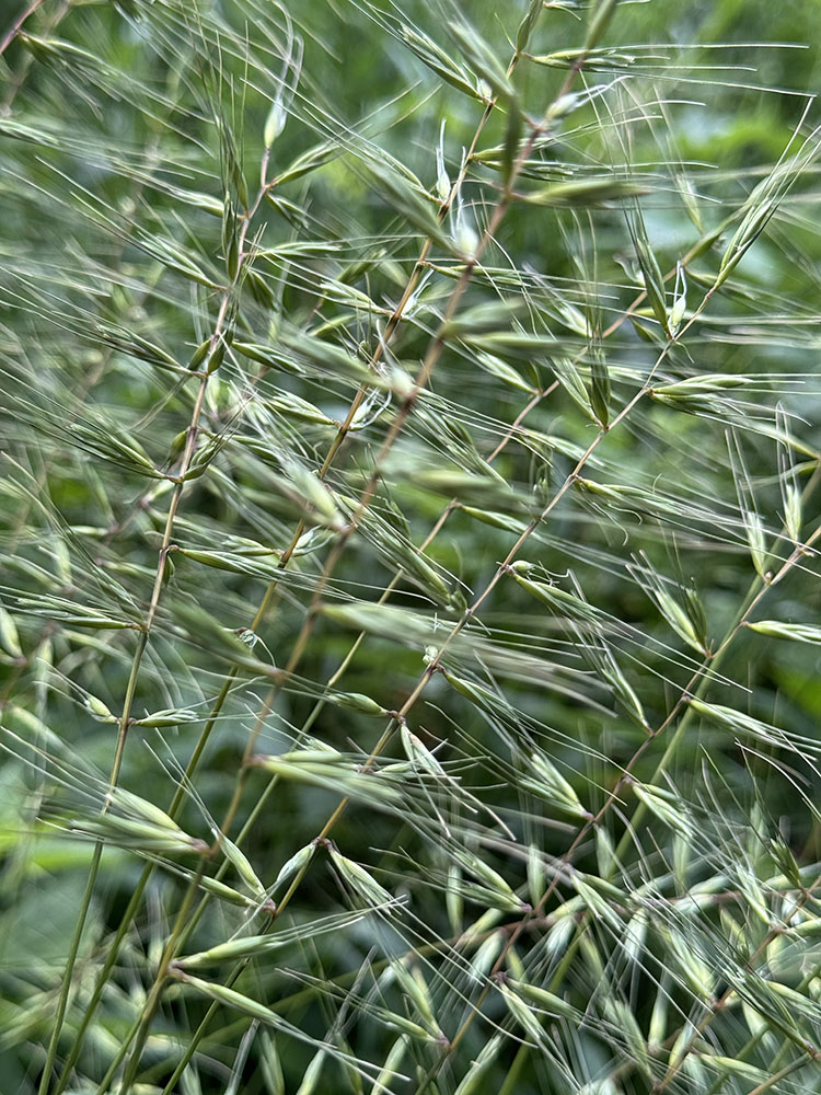 Frenetic (Bottlebrush Grass). UW - Waukesha Field Station, Waterville.