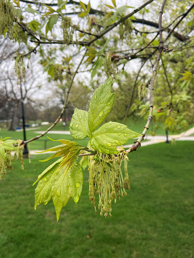 The boxelder (Acer negundo) is one of the most common trees in Milwaukee. While many are found in unmaintained areas, these recently emerged leaves shade lawn at Milwaukee’s Soldiers Home. Photo by Dan Buckler.