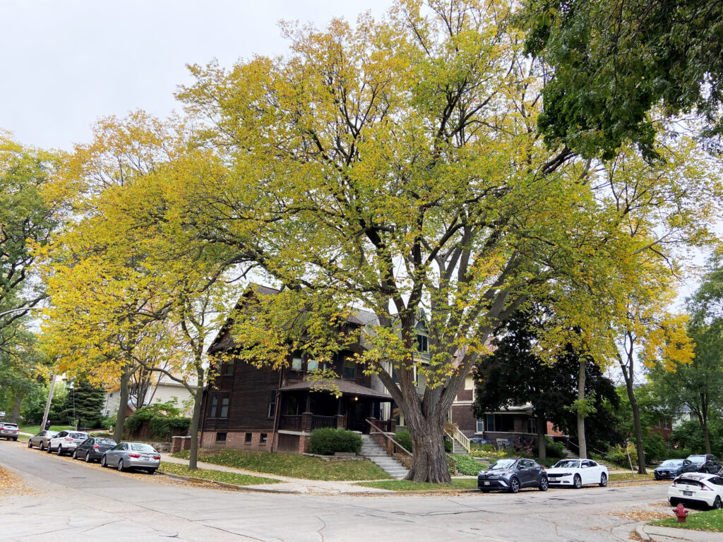 An American elm (Ulmus americana) tree on Milwaukee’s east side is one of the largest of its kind in the state. Photo by Dan Buckler.