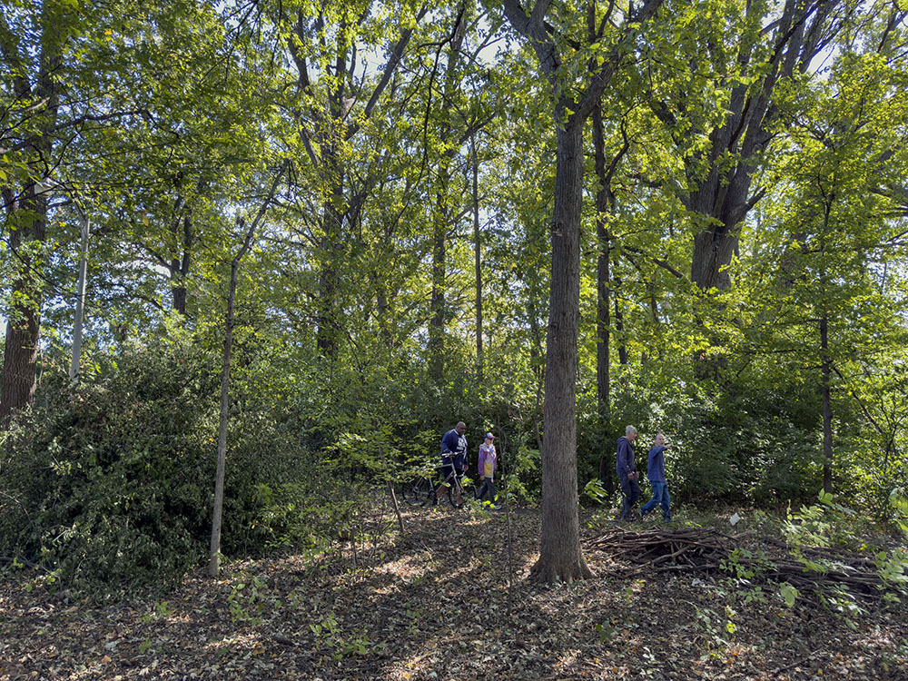 Buckthorn behind the hikers in McGovern Park makes the understory appear deceptively lush. The foreground has been cleared of buckthorn in an ongoing effort to control the invasive species.