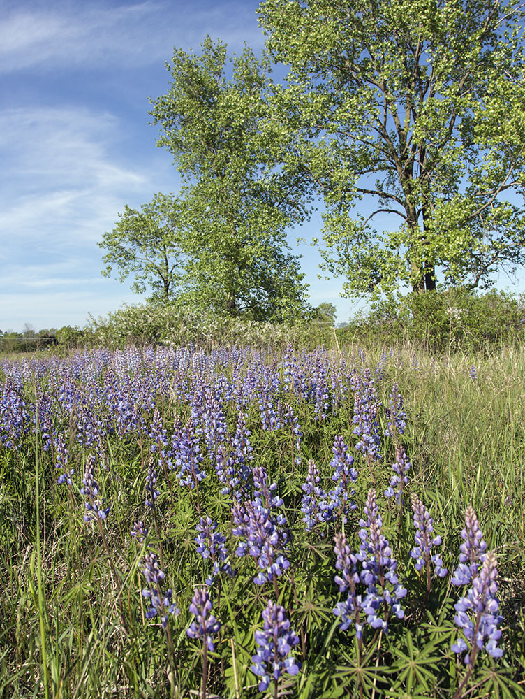 Chiwaukee Prairie State Natural Area, Kenosha County.