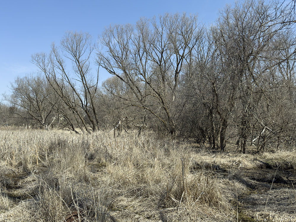 Edge of the wetland.