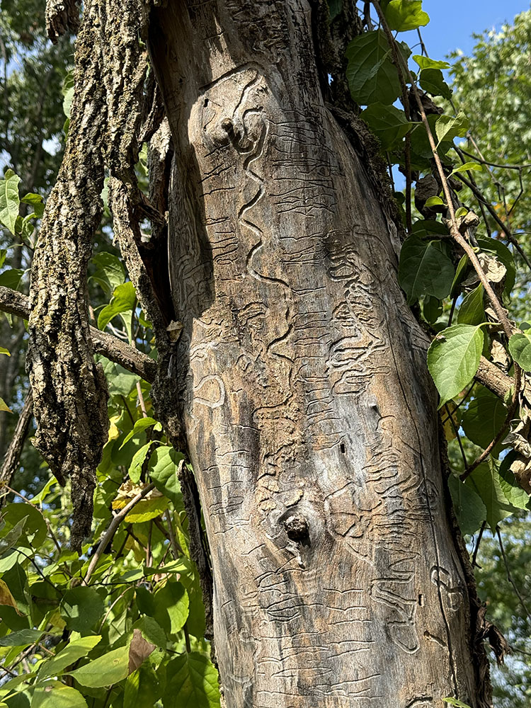 Emerald ash borer "designs" on the stripped trunk of a dead ash.