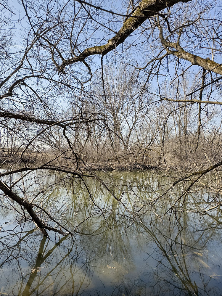 A kaleidoscopic view of the pond.
