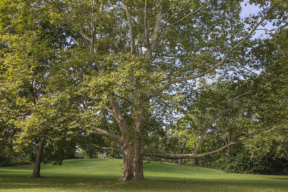 A Champion London plane tree, related to the sycamore, graces Kern Park in the Milwaukee River Greenway. The WI DNR designates the largest tree in the state of each species (non-native as well as native) as a Champion. Kern Park has several other plane trees nearly as large as this one.