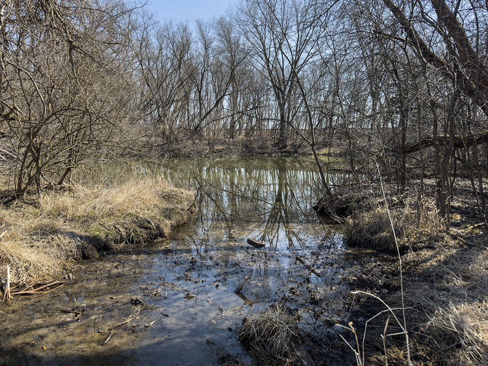 Outflow from the pond replenishes the adjacent wetland.