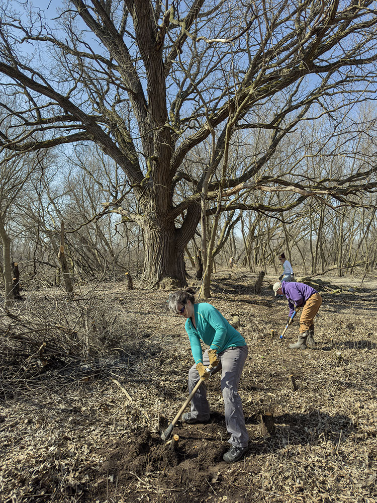 Tall Pines Executive Director Becky Fedak (foreground) clearing a stump from the new trail.