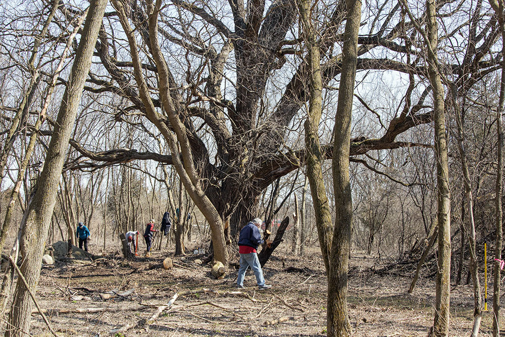 Volunteers creating the new trail around the 250-year-old oak that dwarfs the rest of the forest.