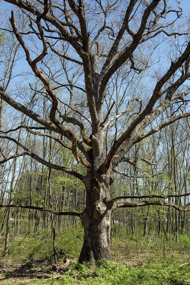 One of many mature bur oaks in Bristol Woods.