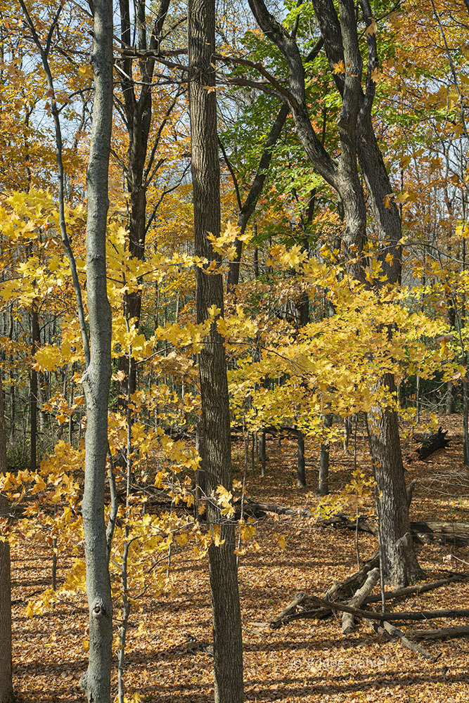 Woodland in autumn. 2020.