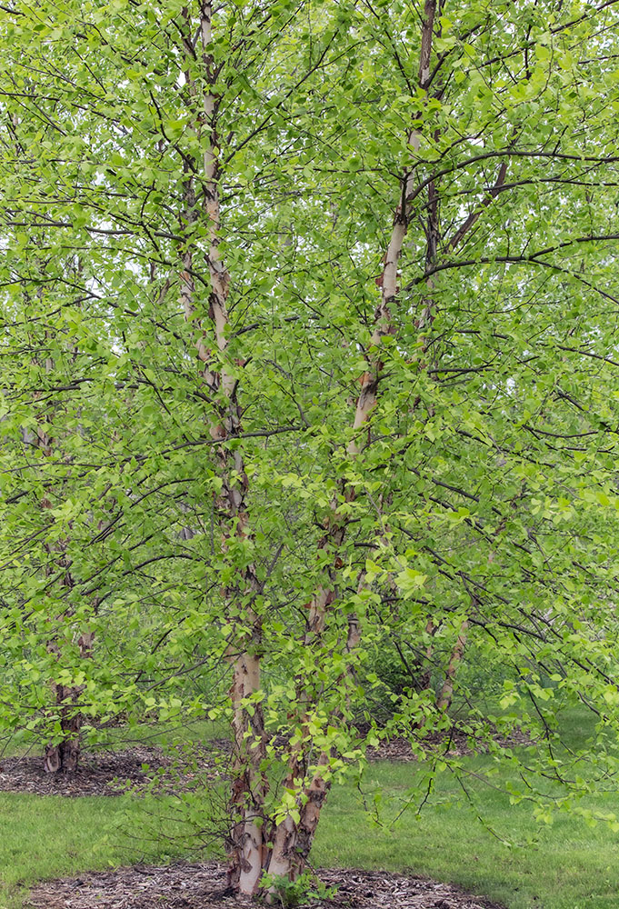 Birch trees leafing out in spring.