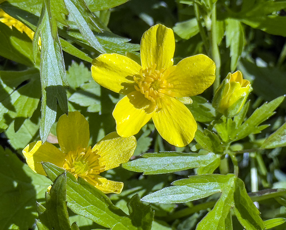 Buttercup blossoms.