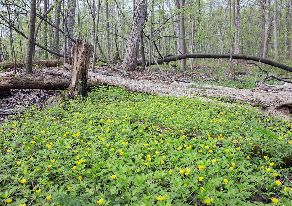Wetland-loving buttercups in Grootemaat Nature Preserve in Greendale.