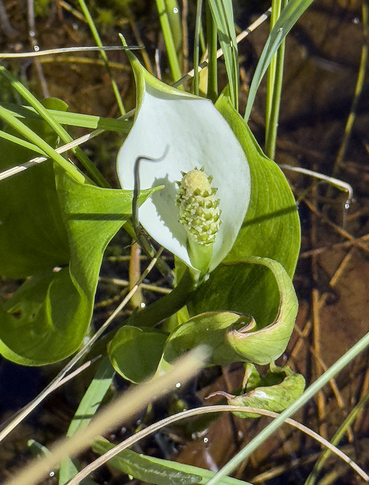 Did you know we have a native calla lily in Wisconsin? I only just learned of it on a guided tour of Beulah Bog State Natural Area near East Troy.