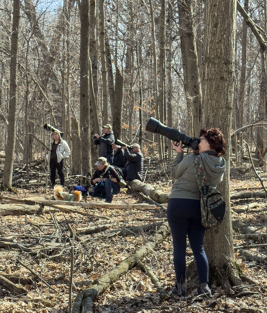 ... And where there are baby owls, there are birders! In fact, I wouldn't have noticed the nest if not for the gaggle of birders. It must be said that congregating like this (especially with dogs) is stressful for the owls and is discouraged by ethical birders.