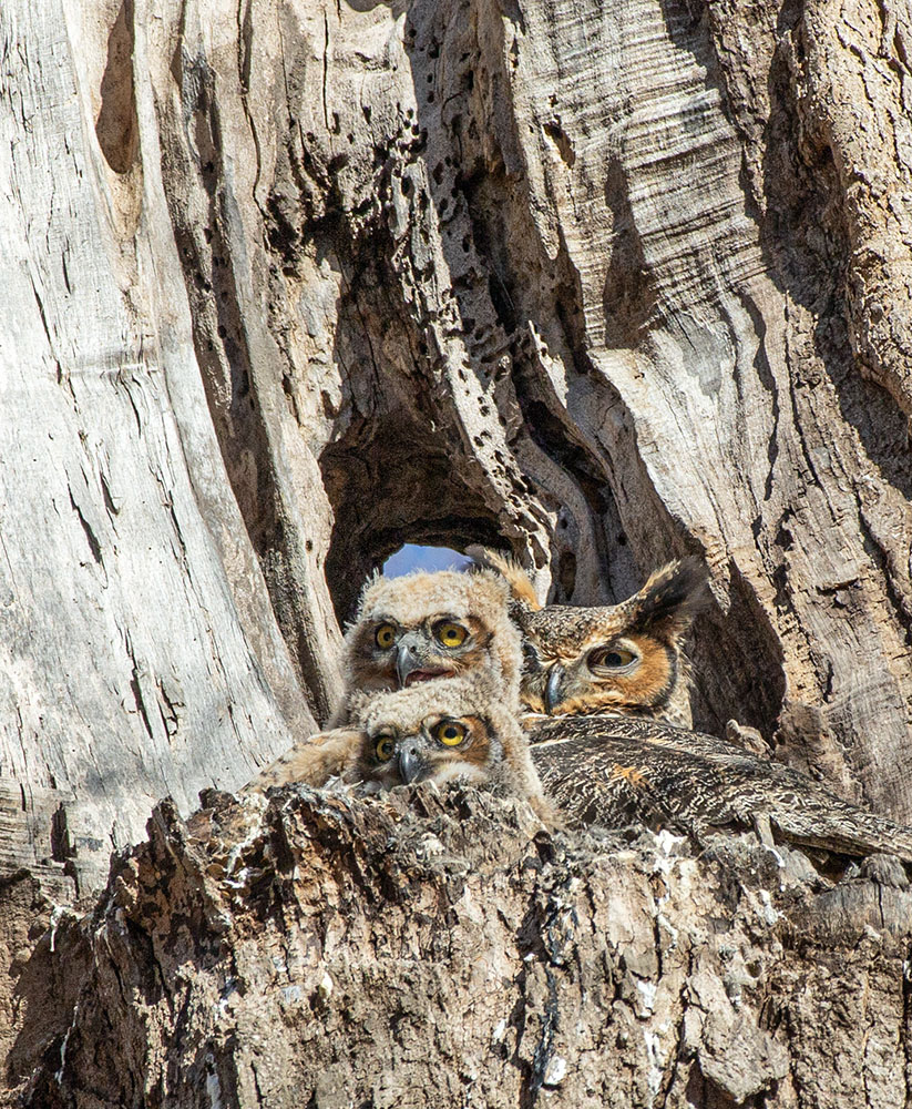 And of course spring brings babies! In this case great horned owlets in a nest with an adult to watch over them. In the Forest Exploration Center on the Milwaukee County Grounds in Wauwatosa.