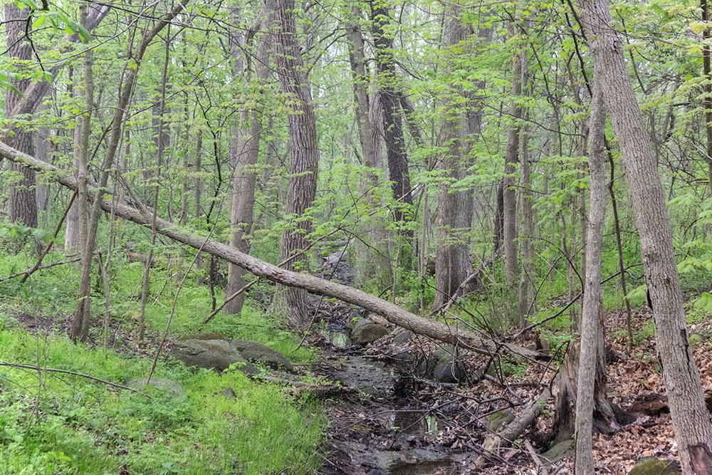 Midway through May things began budding in earnest, as seen here in a "forest primeval" corner of Whitnall Park in Hales Corners.