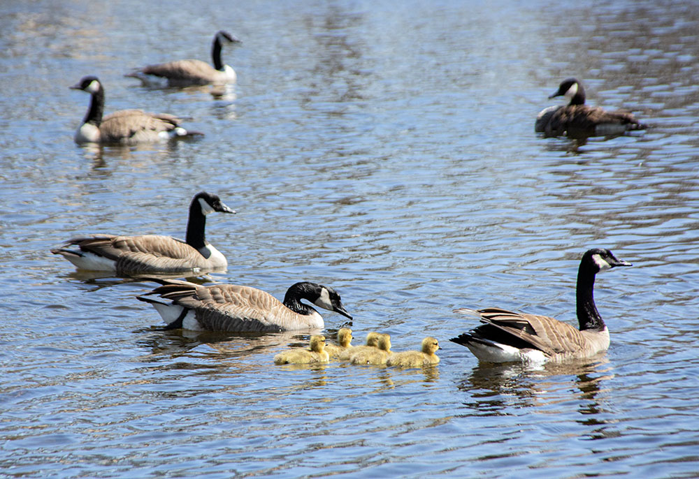 A gaggle of geese and goslings in the lagoon.