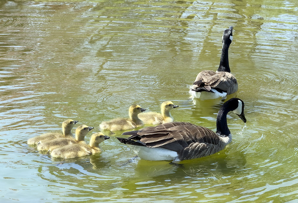 More babies, goslings this time, in the lagoon at Greenfield Park in West Allis.