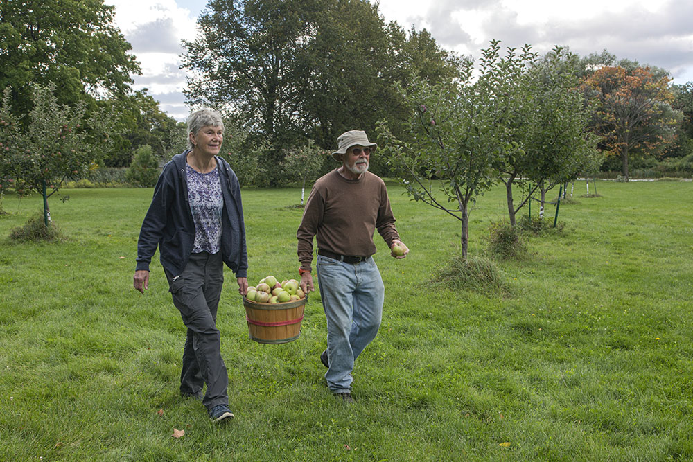 Collecting the harvest from the orchard.