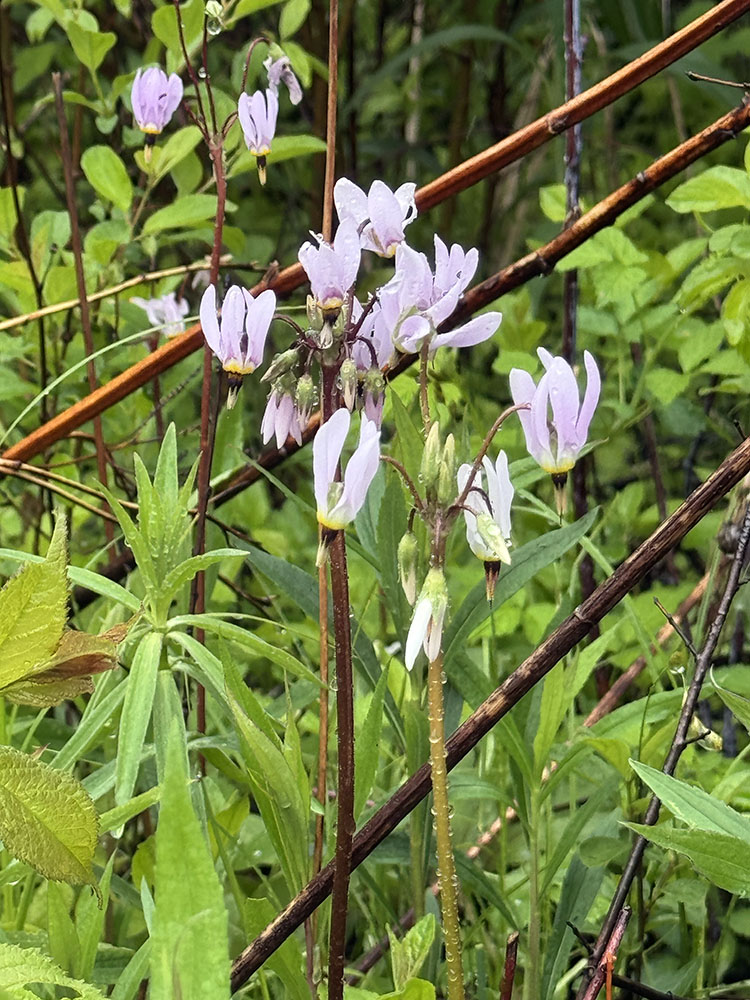 Shooting stars in bloom at Bluff Creek State Natural Area in the Southern Unit of the Kettle Moraine State Forest, near Whitewater.