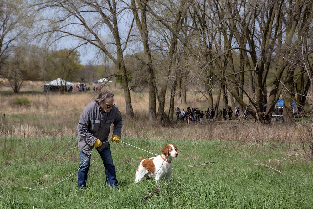 Hunting retriever demonstration.