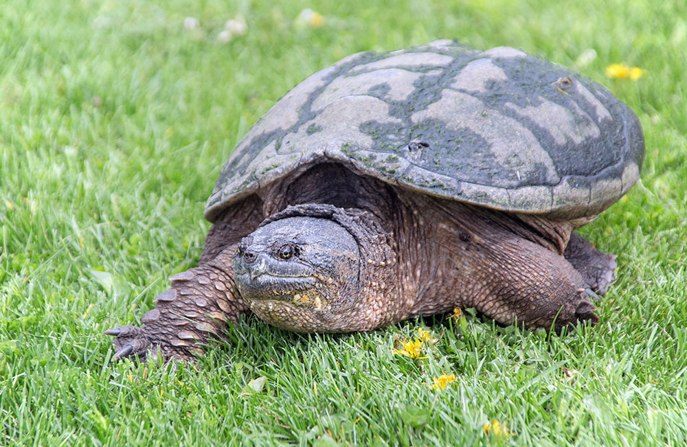 Snapping turtle makes its way across the field.