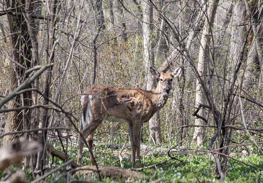 Spring is also when certain animals molt, such as this whitetail deer shedding its winter fur in the Milwaukee River Parkway in Glendale.